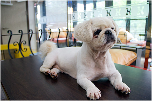 Южнокорейское заведение Dog Cafe &mdash; ответ японским рестораторам.