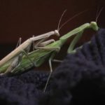 Лучшие новости о самцах богомола вида спрингбок, которые научились выживать после спаривания.