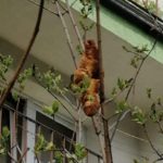 Лучшие новости о древесном монстре из Кракова
