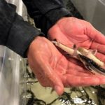 В Дагестане более 200 тысяч молоди осетровых выпустили в водоемы