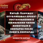 Ханчжоу опубликовал проект постановления о вживлении чипов животным в зоопарке после побега леопарда
