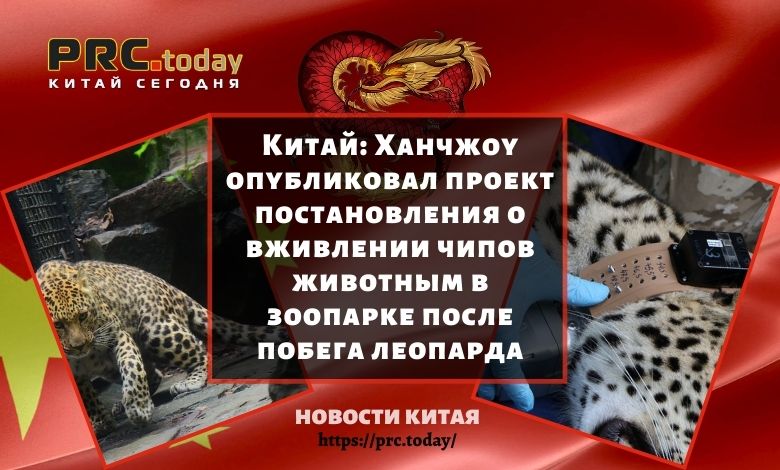 Ханчжоу опубликовал проект постановления о вживлении чипов животным в зоопарке после побега леопарда