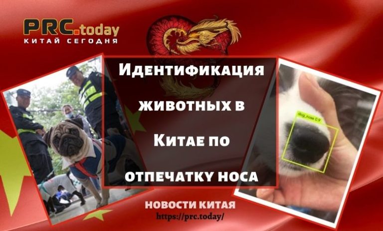 Идентификация животных в Китае по отпечатку носа