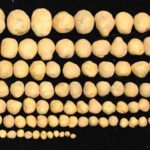 Ген человеческого ожирения помог вырастить гигантский картофель
