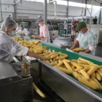 Краснодарская компания открыла новую линию по производству сахарной кукурузы