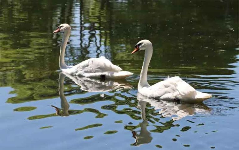 Роспотребнадзор перечислил признаки опасных для купания водоемов