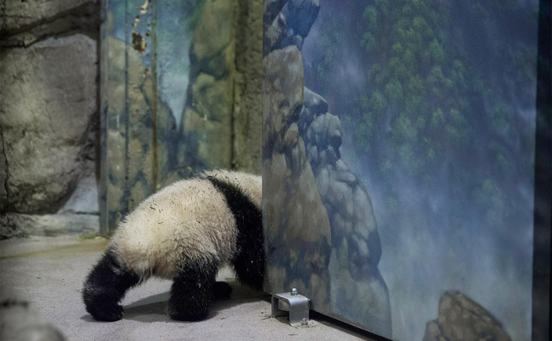 Генпрокуратура признала нежелательной организацию защитников лосося